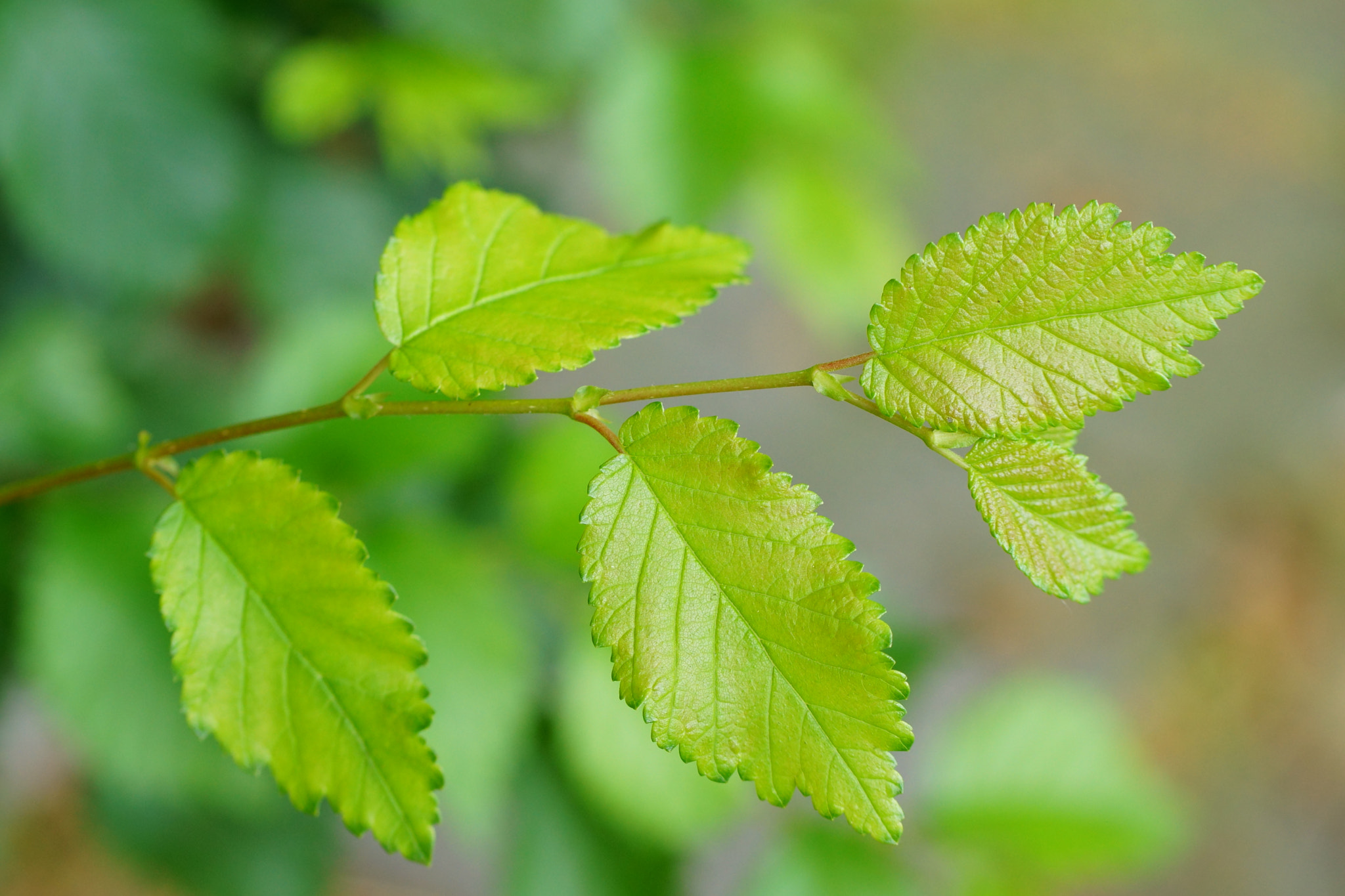 Sony SLT-A77 + Tamron Lens (255) sample photo. Green leaves photography