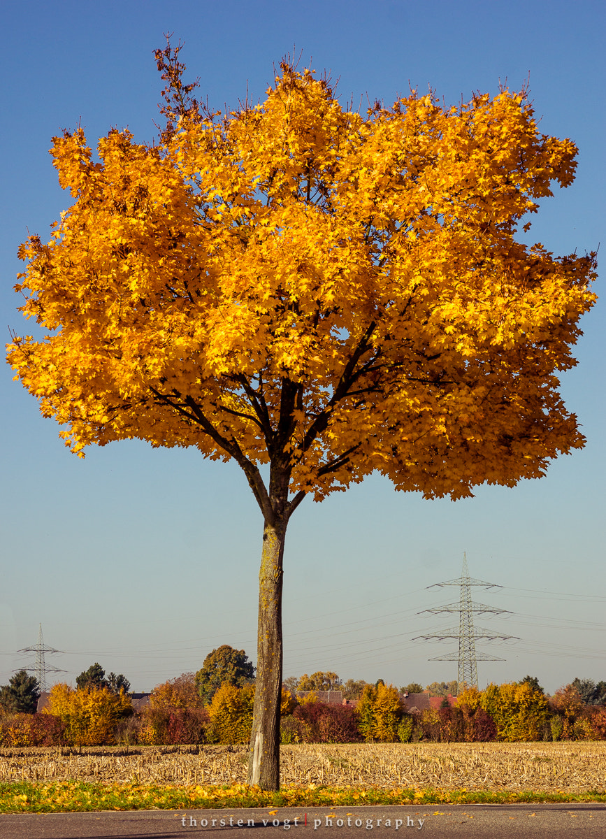Sony SLT-A77 sample photo. Fotosbytoddi photography