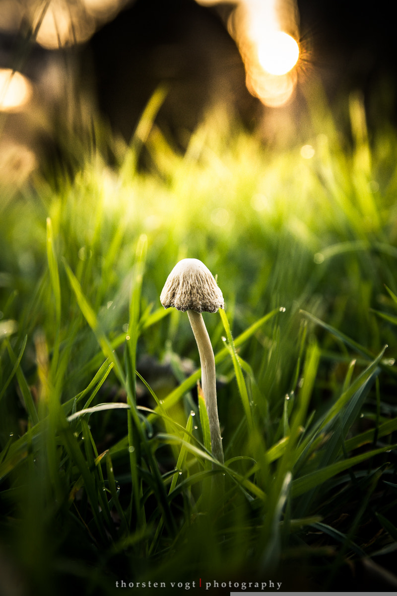 Sony SLT-A77 sample photo. Fotosbytoddi photography