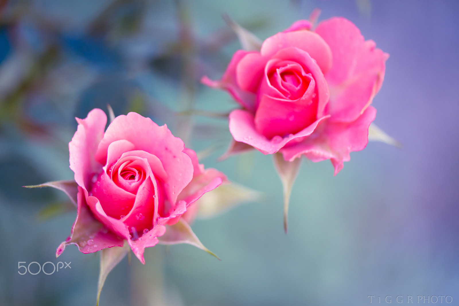 Samsung NX30 + Samsung NX 60mm F2.8 Macro ED OIS SSA sample photo. Boldly pink photography