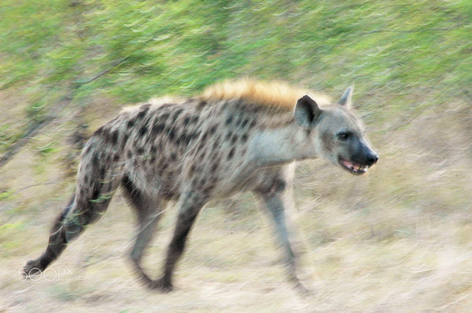 Nikon D70s + AF Zoom-Nikkor 70-300mm f/4-5.6D ED sample photo. Spotted hyena running photography