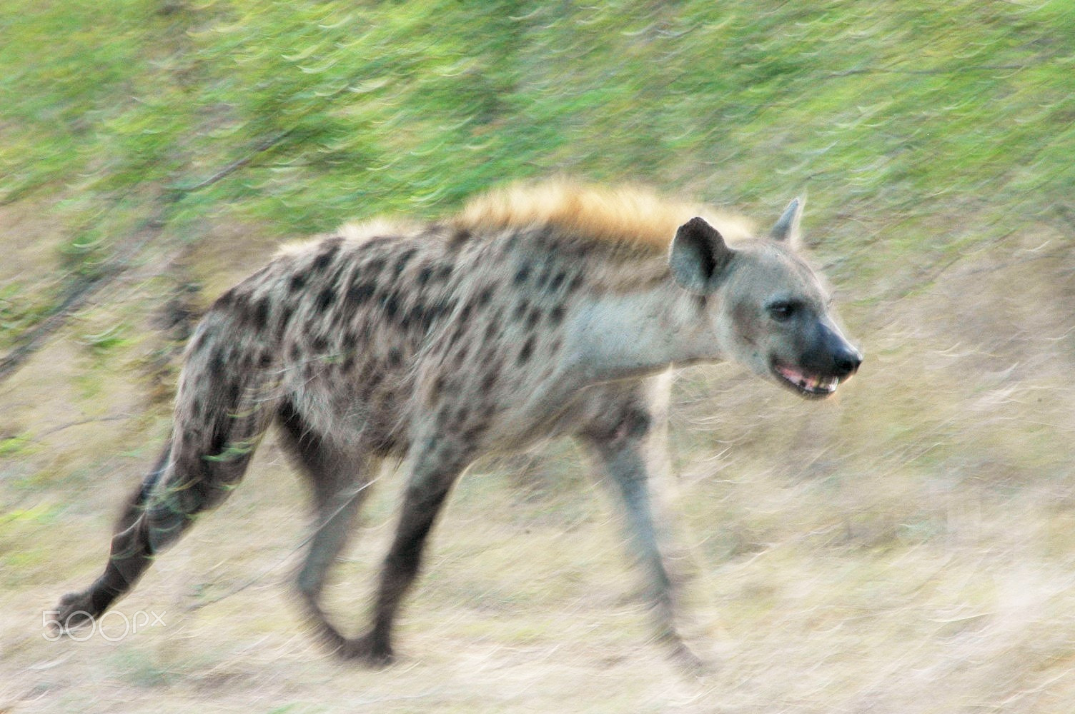 AF Zoom-Nikkor 70-300mm f/4-5.6D ED sample photo. Spotted hyena running photography