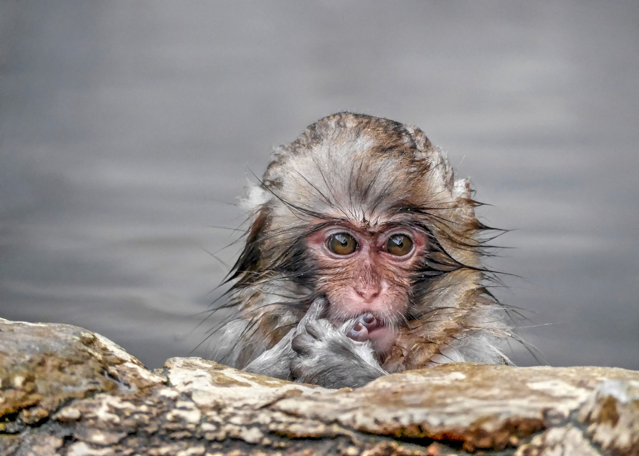 Panasonic Lumix DMC-GM1 sample photo. Baby monkey in hot springs photography