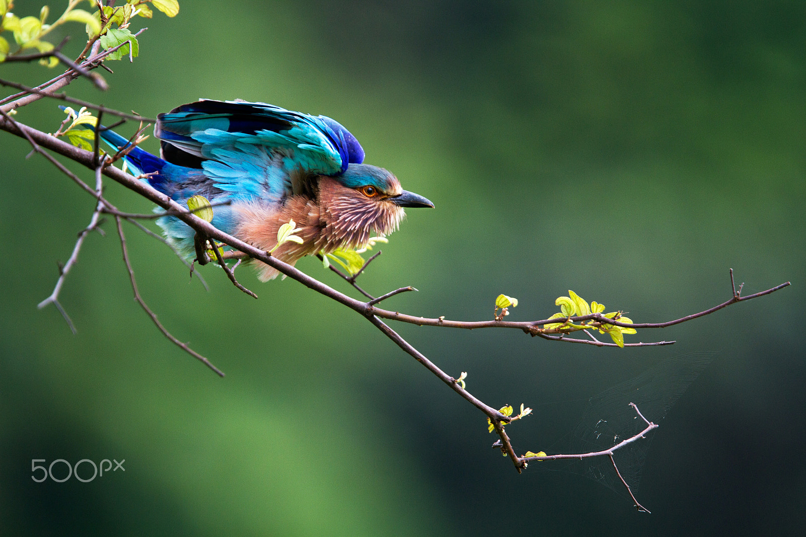 Canon EOS 7D + Canon EF 400mm F2.8L IS USM sample photo. Indian roller photography