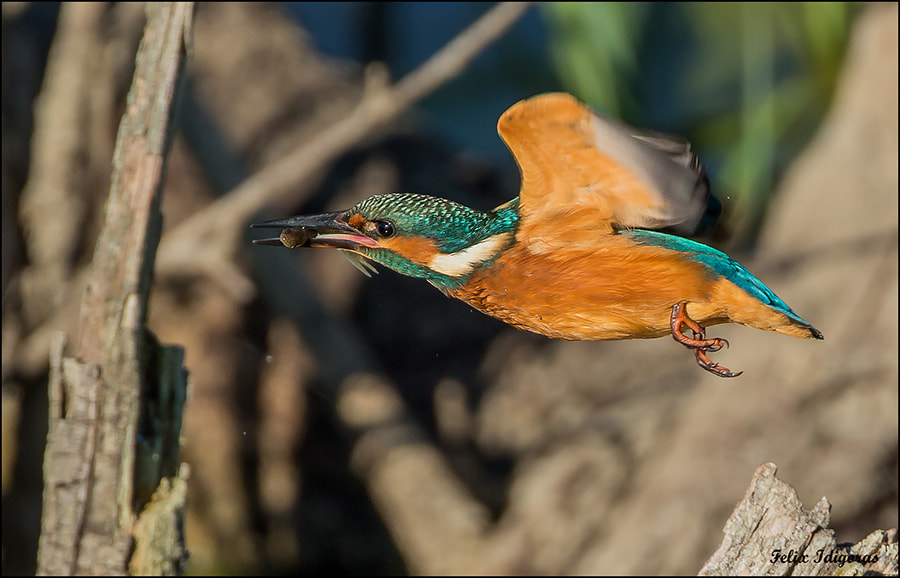 Canon EOS-1D X + Canon EF 500mm F4L IS USM sample photo. La captura photography