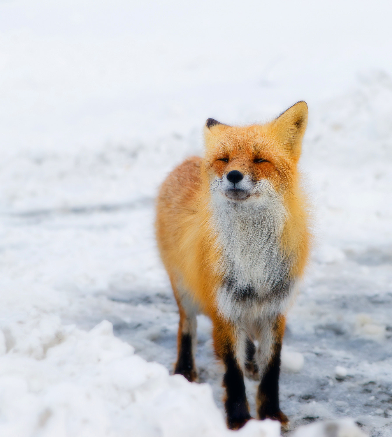 Sony Alpha DSLR-A850 sample photo. Red fox. photography