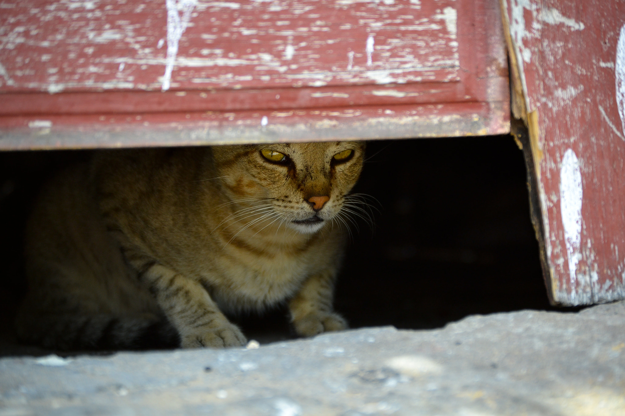 Nikon D3100 + AF Nikkor 24mm f/2.8 sample photo. Feral cat senegal photography