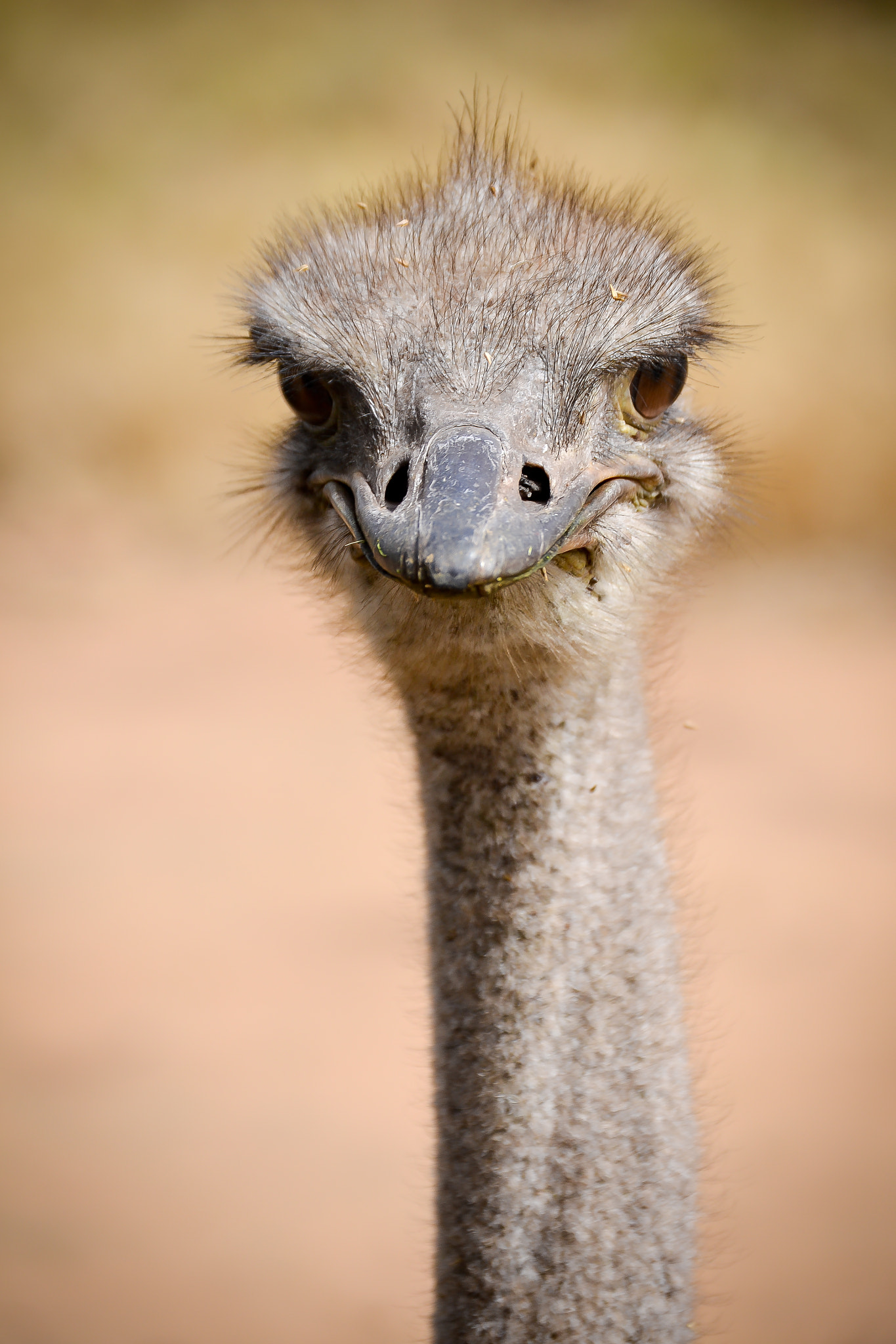 Nikon D3100 + AF Micro-Nikkor 55mm f/2.8 sample photo. Female ostrich senegal photography