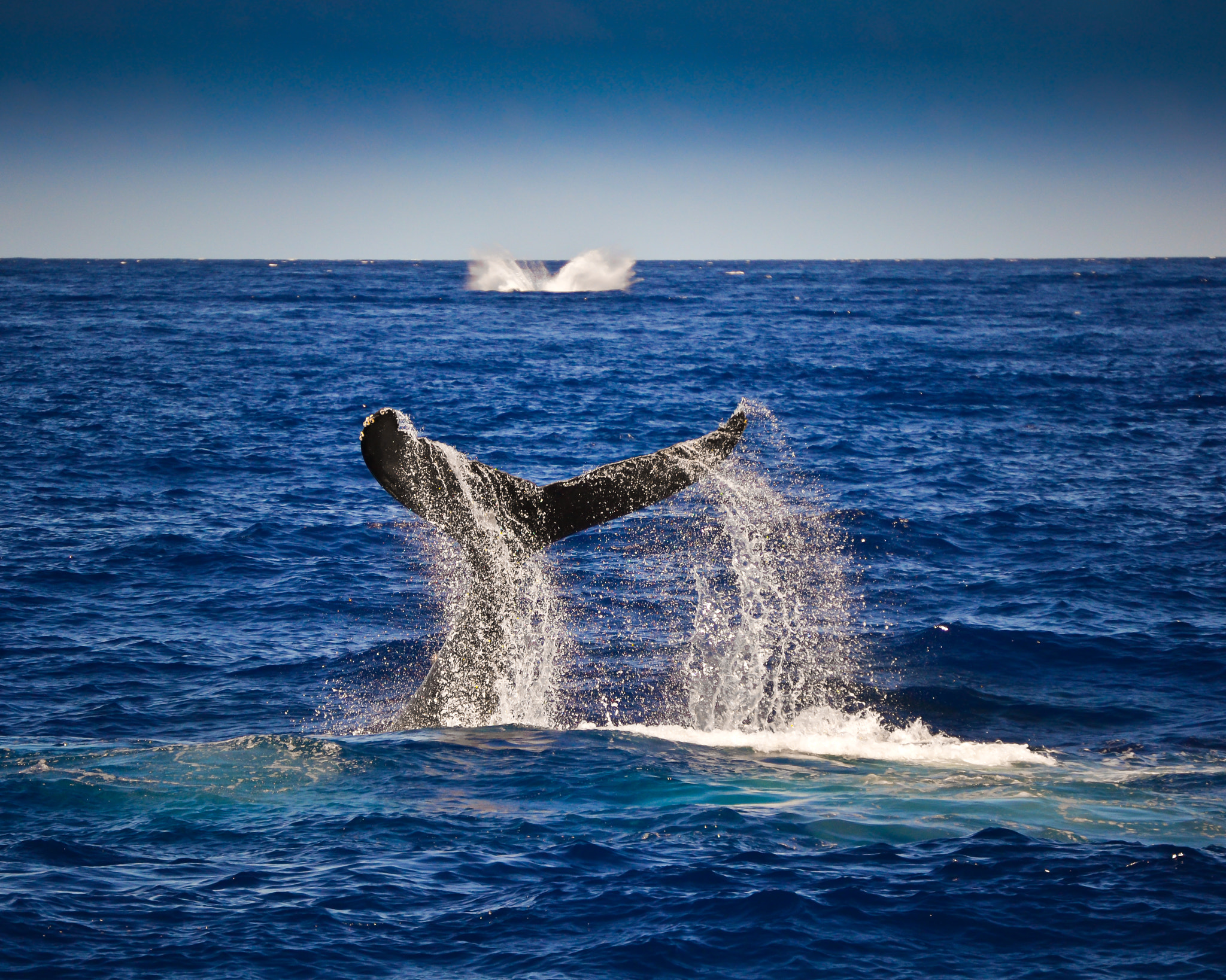 Nikon D3100 + Nikon PC-E Nikkor 24mm F3.5D ED Tilt-Shift sample photo. Whale tail(edit) (of ) photography