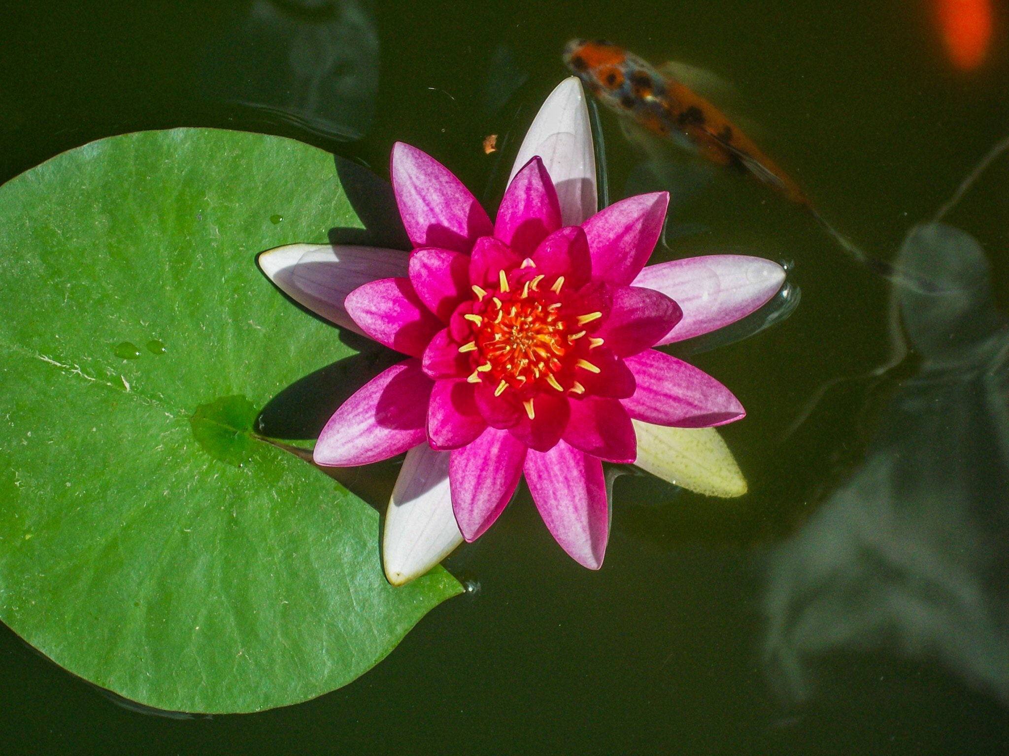 Kodak EASYSHARE M753 ZOOM DIGITAL CAMERA sample photo. Water lily photography