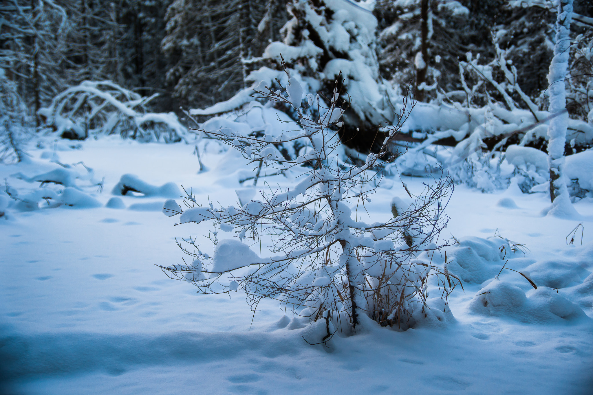 Sony Alpha DSLR-A900 + Sigma 28-105mm F4-5.6 UC sample photo. Winter forest photography