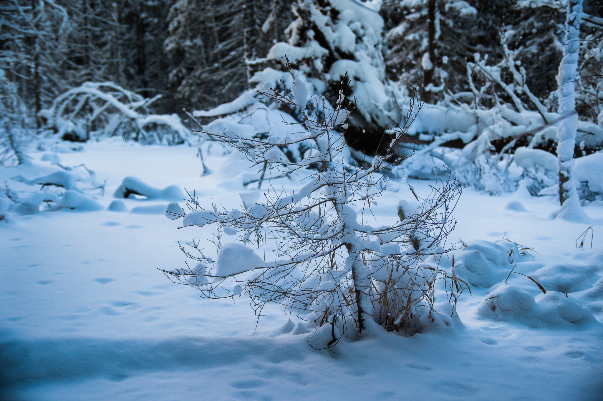 Sigma 28-105mm F4-5.6 UC sample photo. Winter forest photography