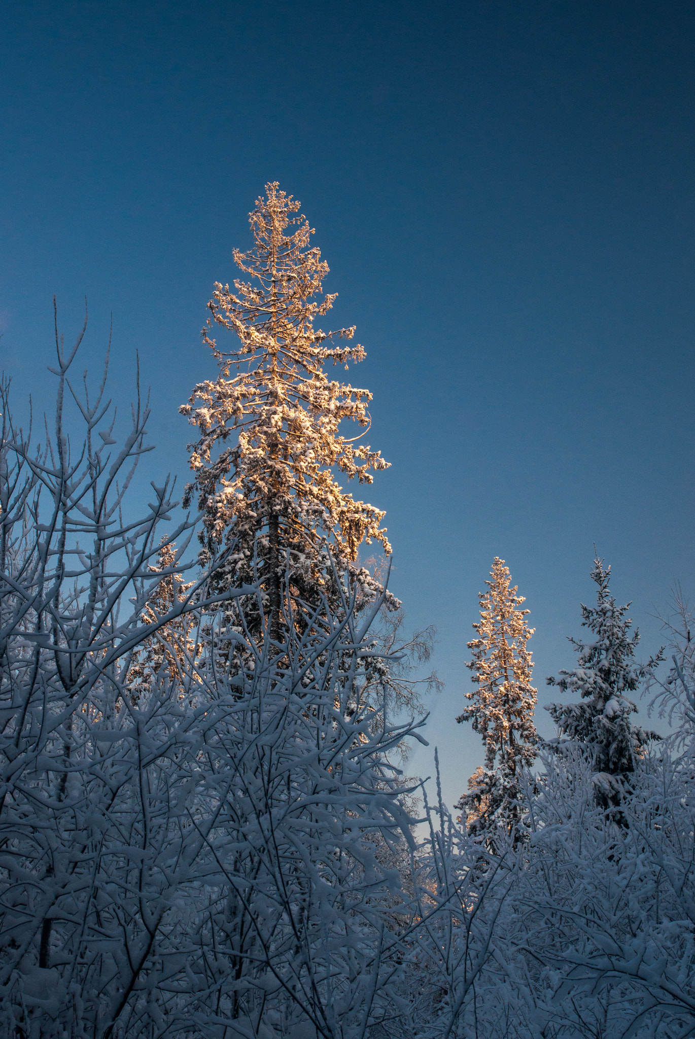 Sony Alpha DSLR-A900 + Sigma 28-105mm F4-5.6 UC sample photo. Winter evening in forest photography