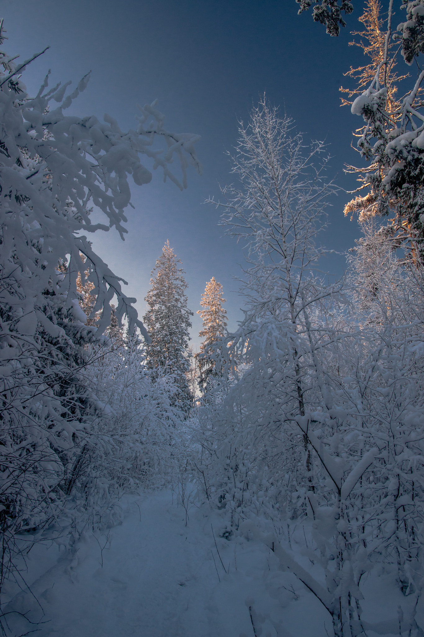 Sigma ZOOM-alpha 35-135mm F3.5-4.5 sample photo. Winter evening in forest no.2 photography