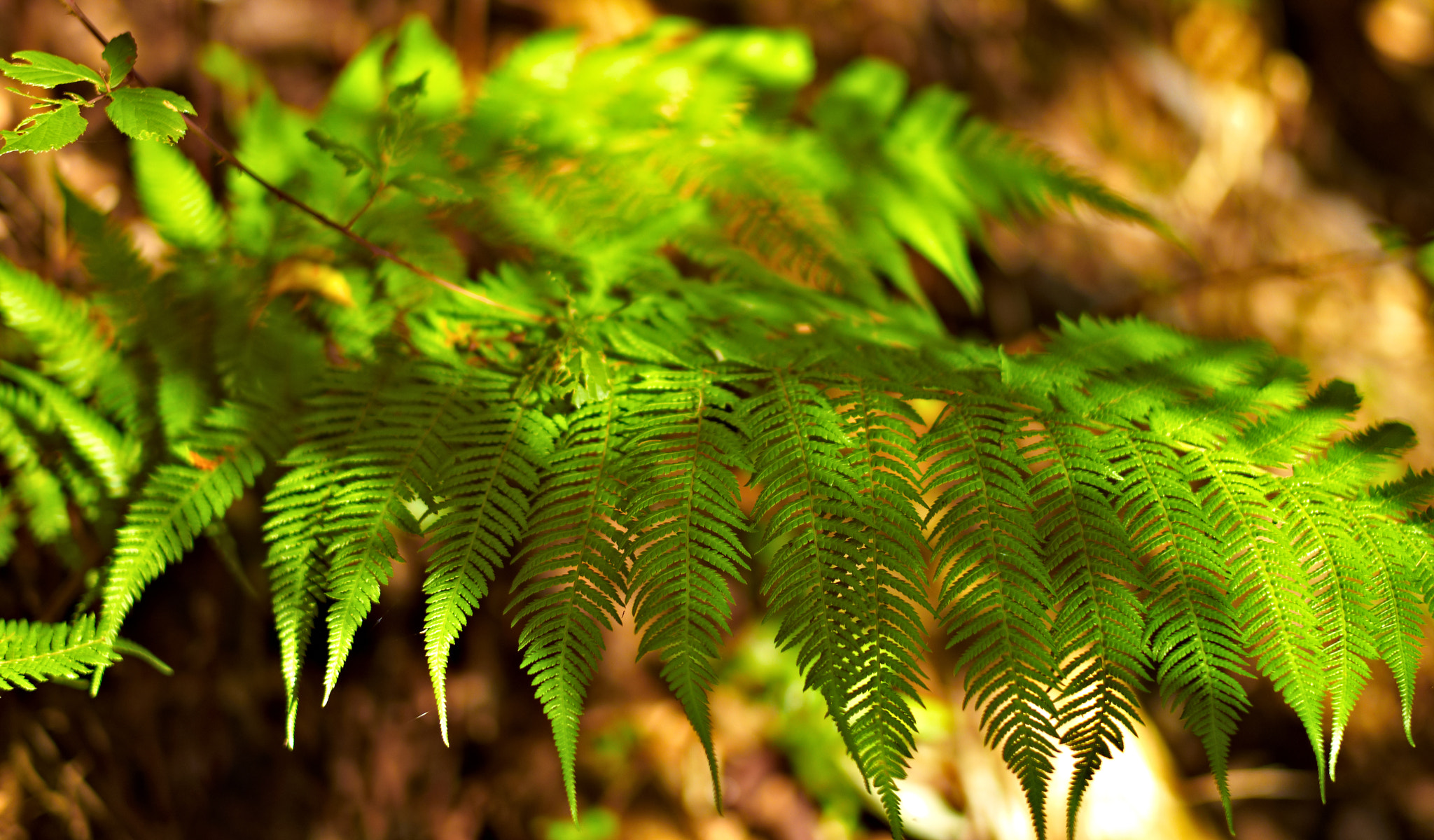 Leica M8 sample photo. Rainforest photography