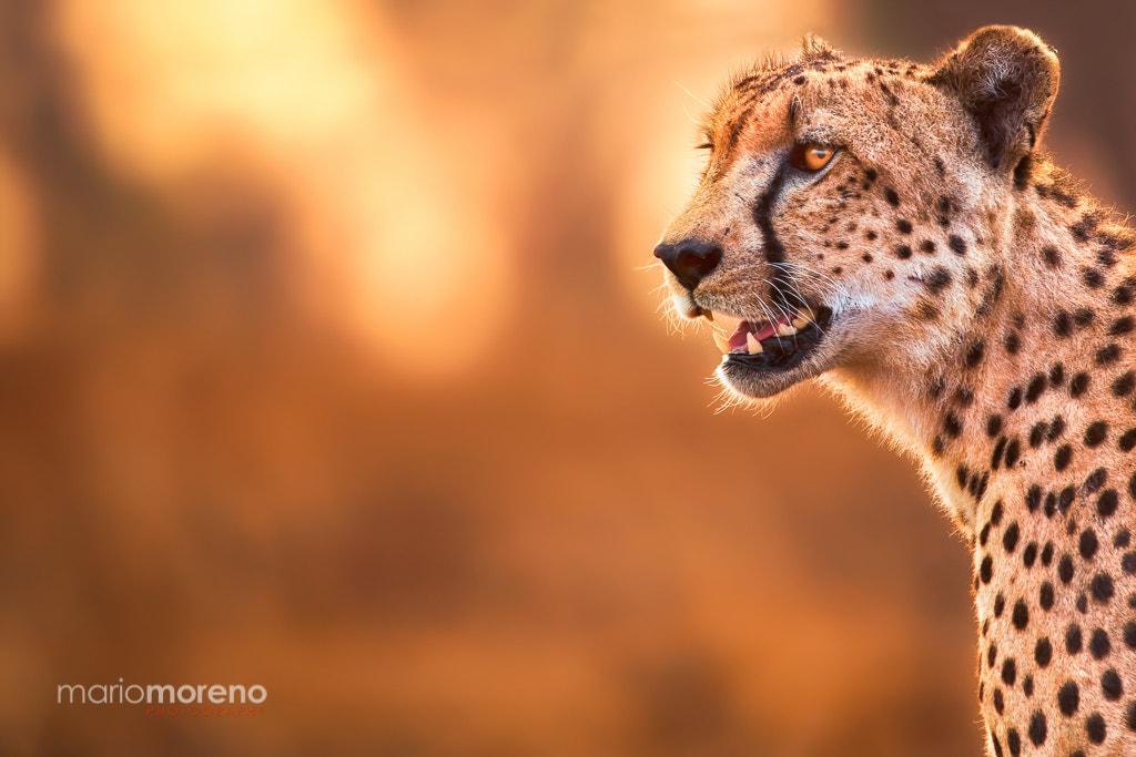 Canon EF 300mm F2.8L IS USM sample photo. Cheetah portrait photography