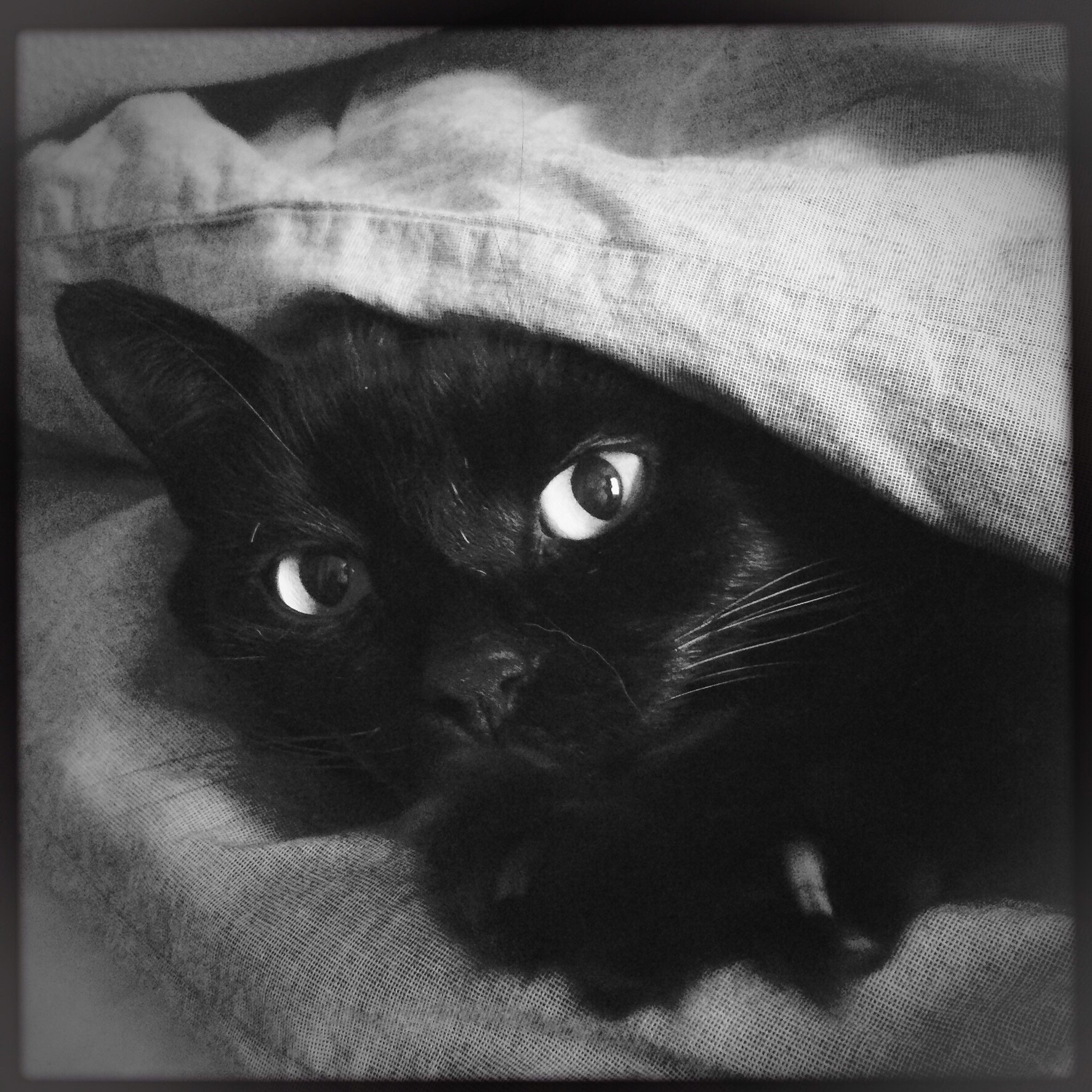 Hipstamatic 302 sample photo. Black and white cat photography