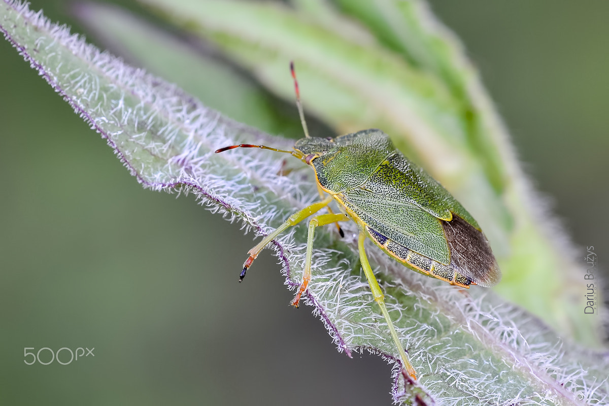 Sigma 150mm F2.8 EX DG OS Macro HSM sample photo. Close up photography