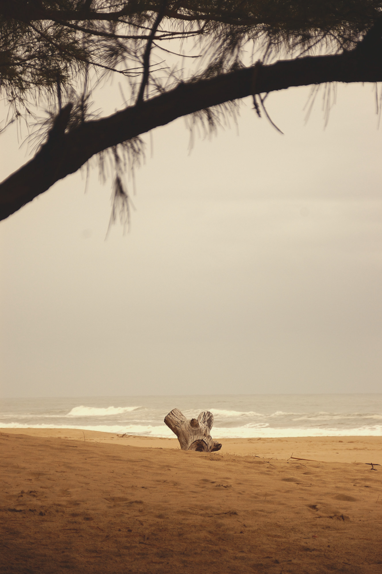 Sigma 18-200mm F3.5-6.3 DC OS HSM sample photo. Driftwood photography