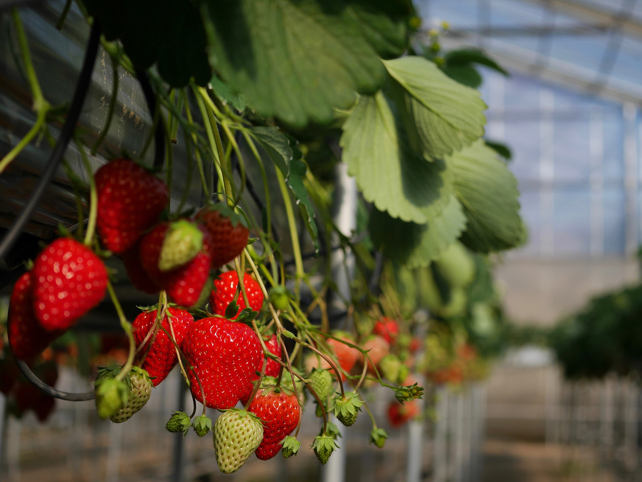 Panasonic Lumix G Macro 30mm F2.8 ASPH Mega OIS sample photo. Strawberry picking photography