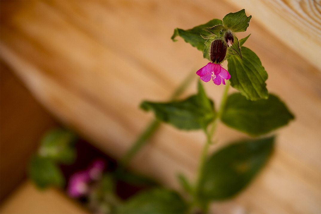 Sigma 24-105mm f/4 DG OS HSM | A sample photo. Blume an holzhütte photography