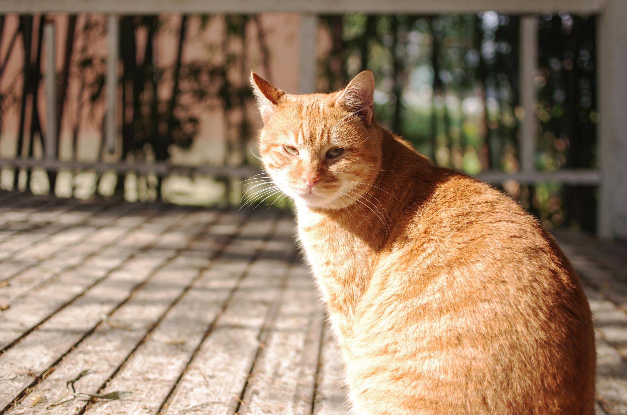 HD Pentax DA 35mm F2.8 Macro Limited sample photo. Cat photography