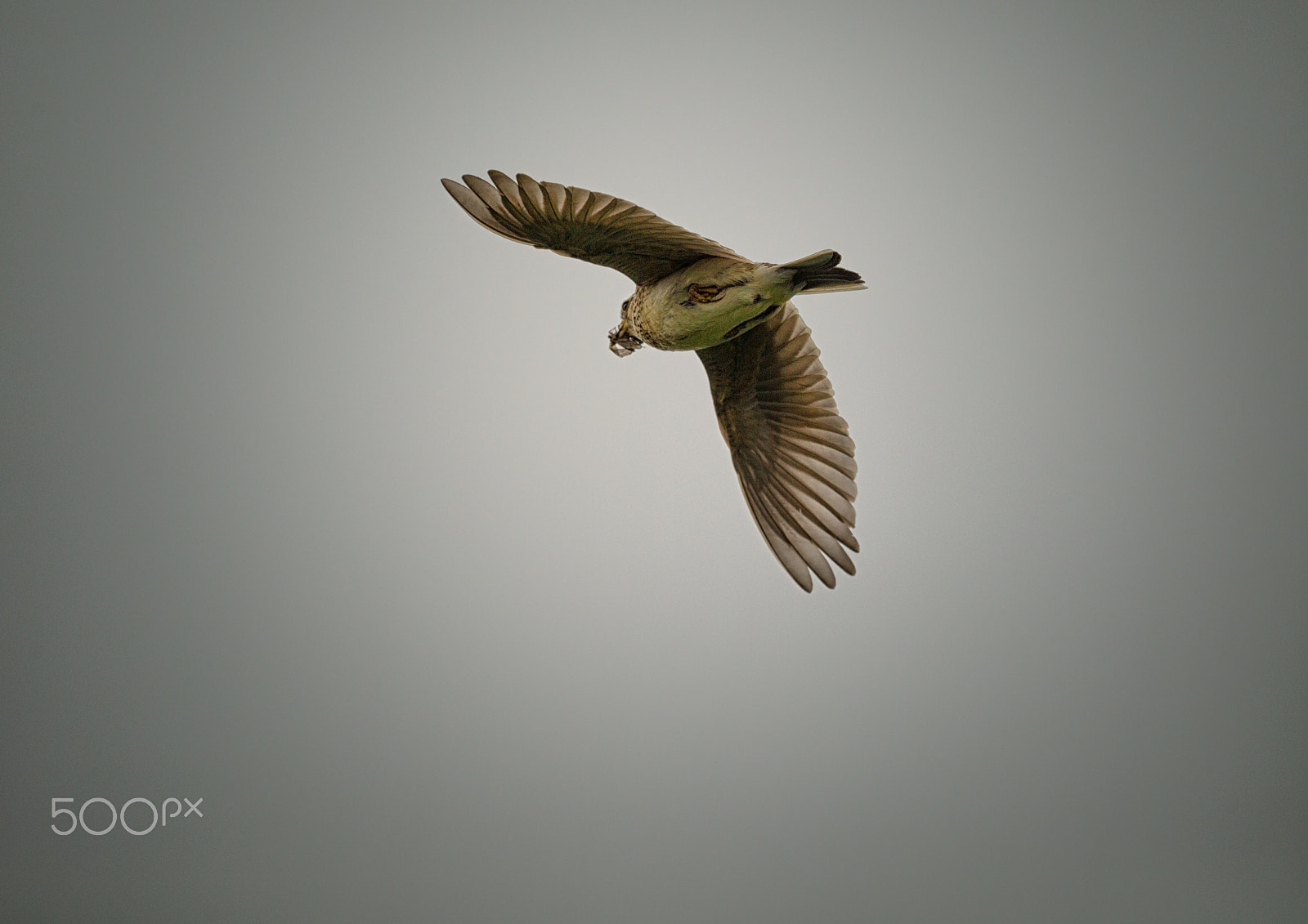 Canon EF 500mm F4L IS II USM sample photo. Meadow pipit photography
