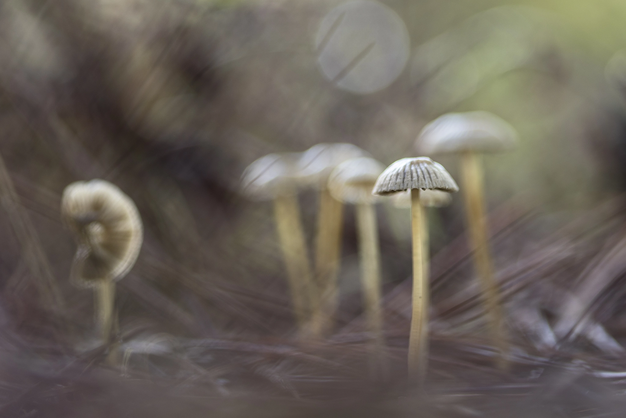 Canon EF 100mm F2.8 Macro USM sample photo. Entre aciculas photography