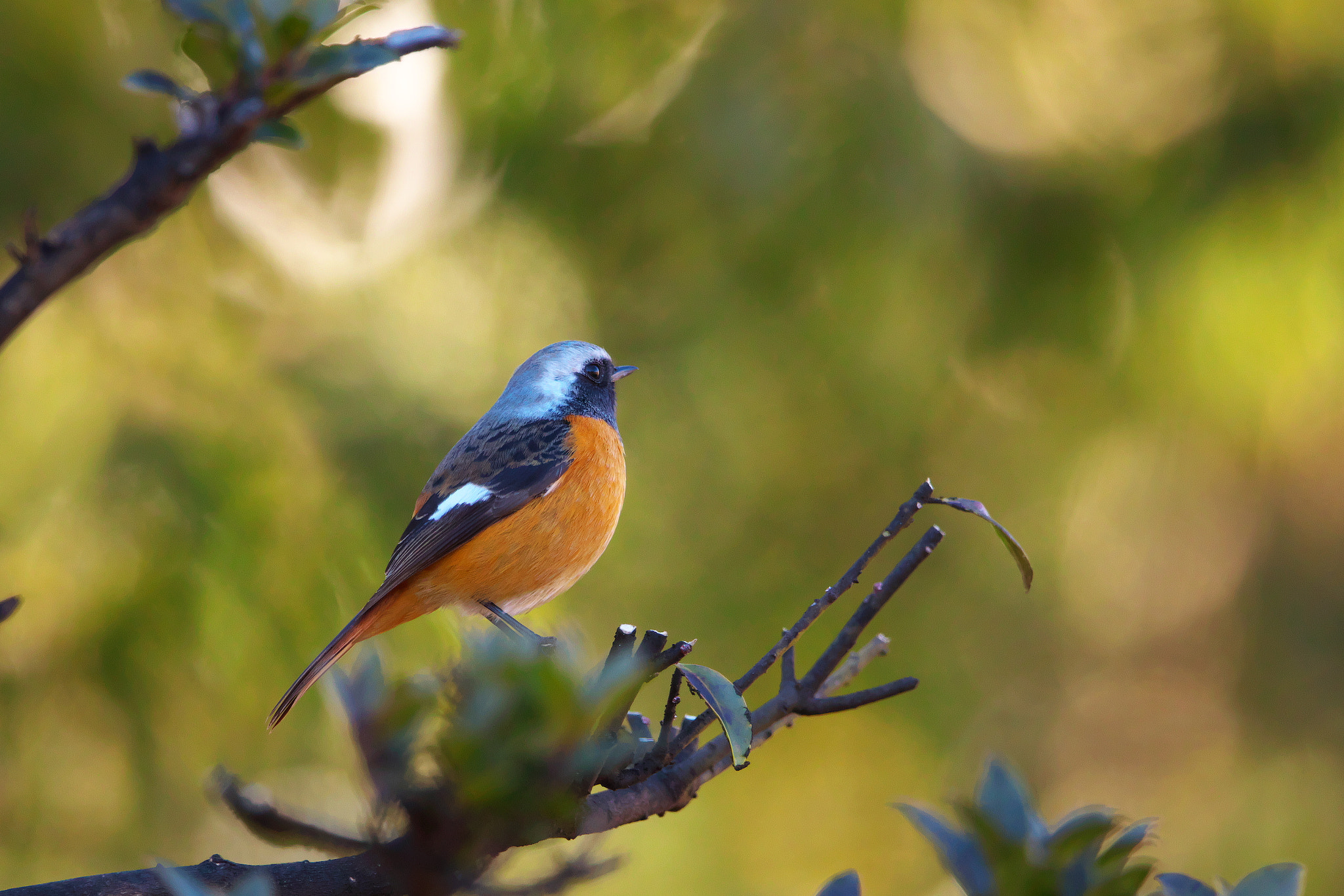 Canon EF 600mm F4L IS II USM sample photo. Redstart photography