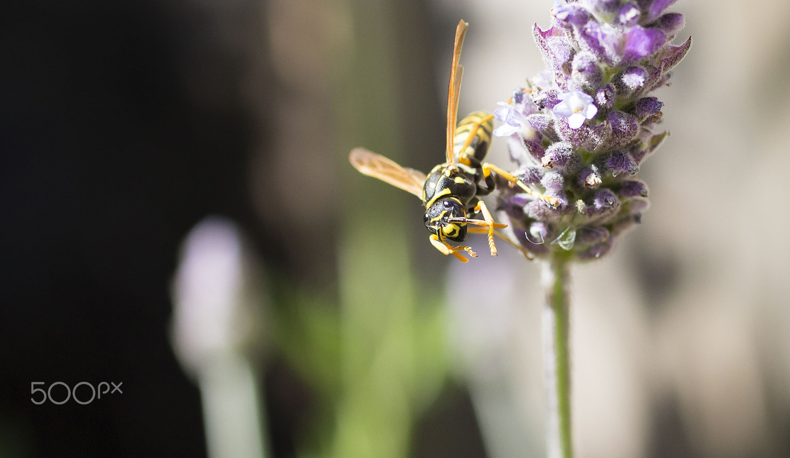 Canon EF 50mm F2.5 Macro sample photo. Chaquetaamarilla photography
