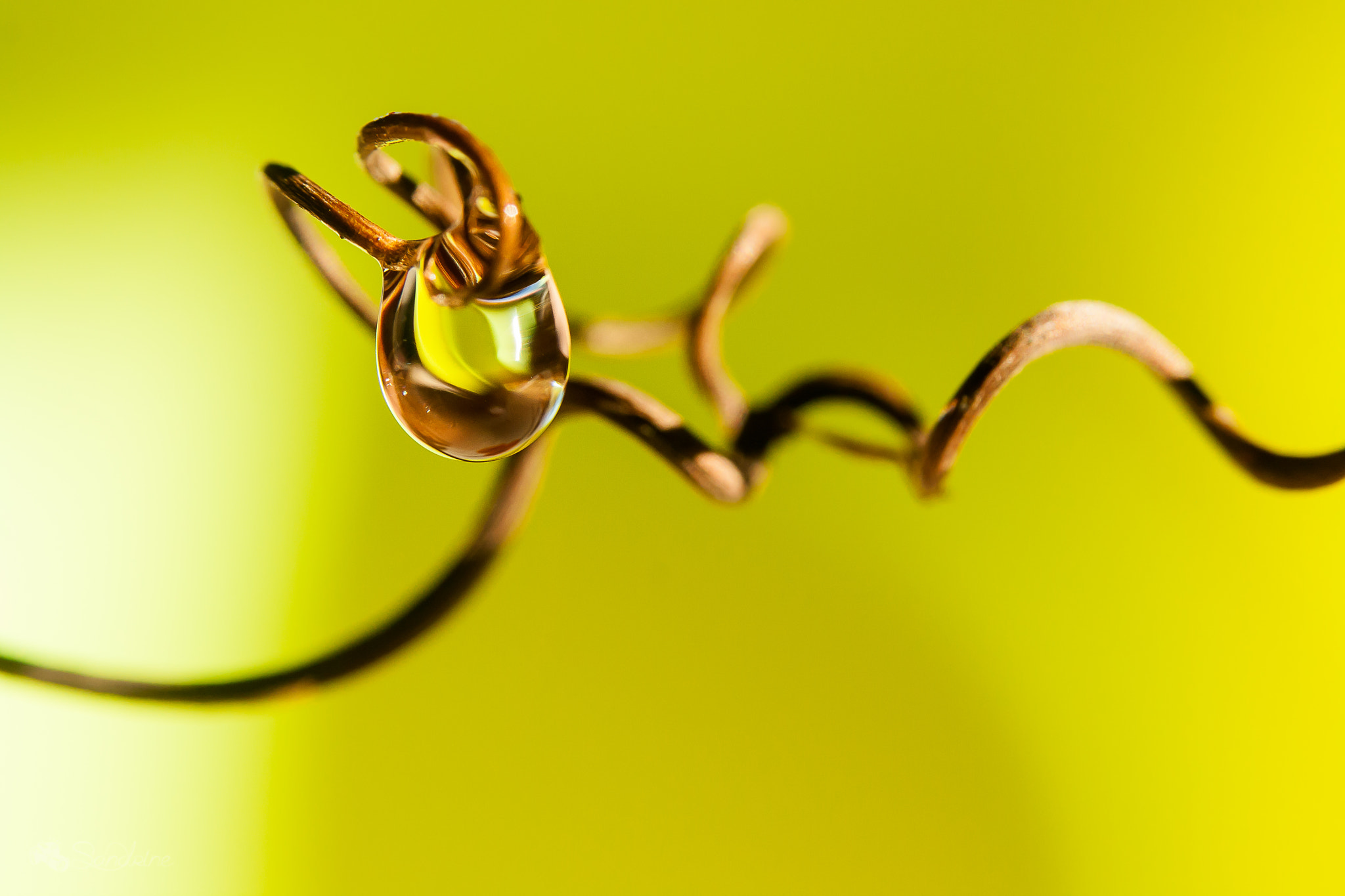 Canon EF 28-80mm f/3.5-5.6 sample photo. Bijou- jewel photography