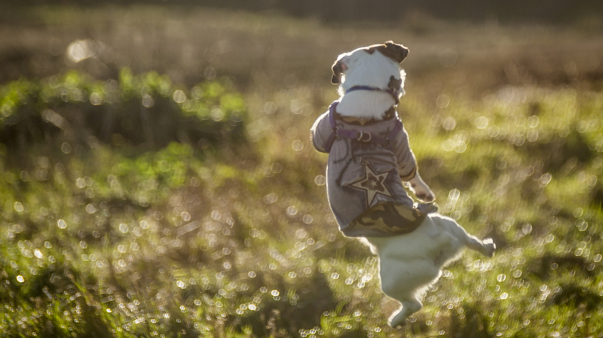 Sony 75-300mm F4.5-5.6 sample photo. Max photography