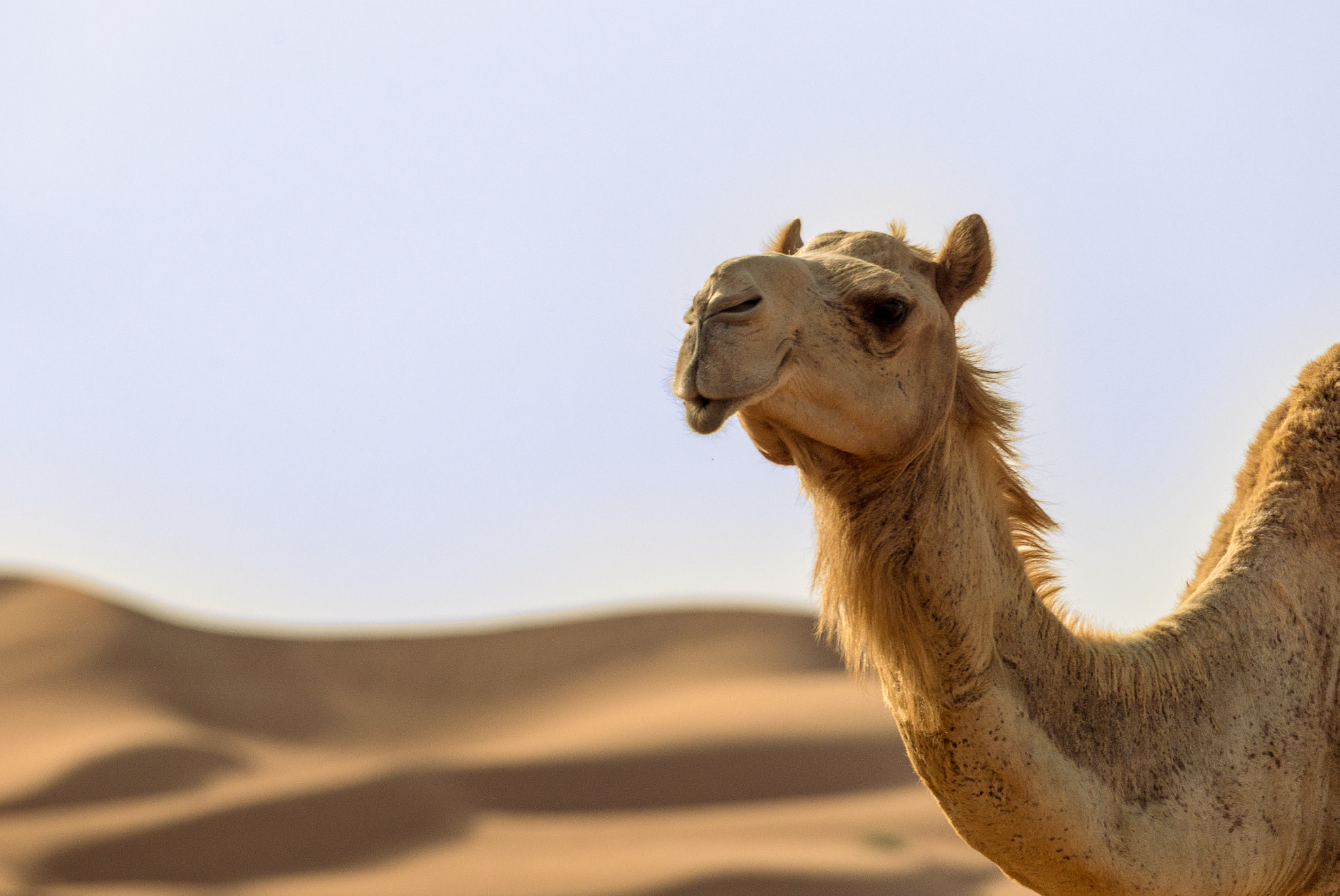 Sony 70-300mm F4.5-5.6 G SSM sample photo. Ship of the desert photography