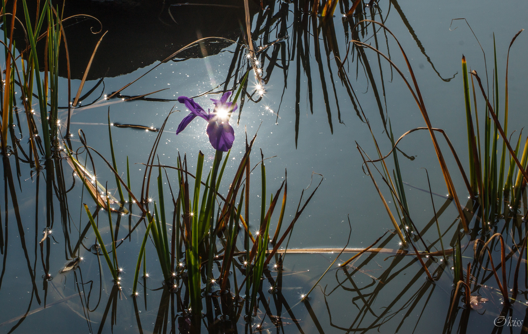 Canon EF 28-105mm f/3.5-4.5 USM sample photo. Sparkling flower photography