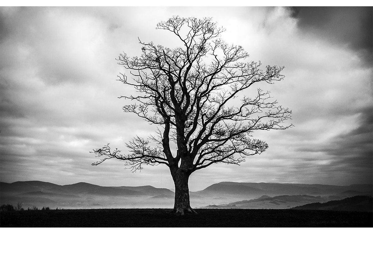 Canon EF 28-80mm f/3.5-5.6 USM IV sample photo. Lonely tree photography