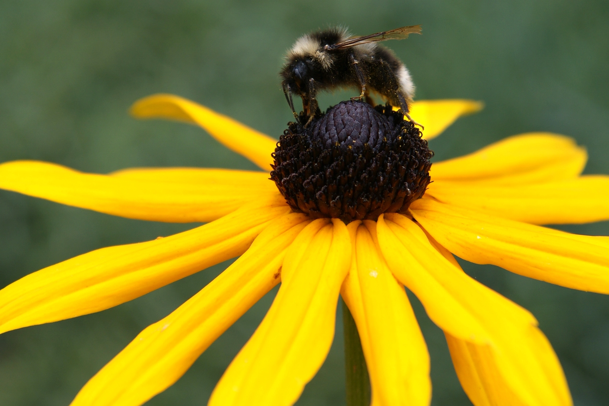 Sony DT 16-105mm F3.5-5.6 sample photo. Bumble-bee photography