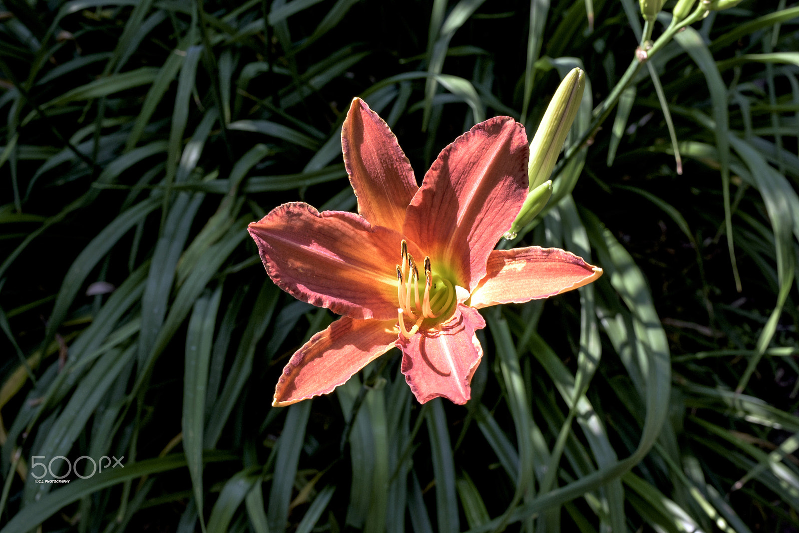 ZEISS Planar T* 50mm F1.4 sample photo. Simply beautiful photography