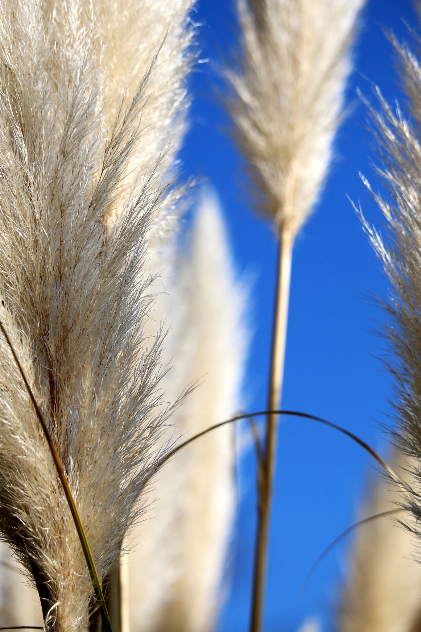 Canon EF-S 55-250mm F4-5.6 IS STM sample photo. Detail photography