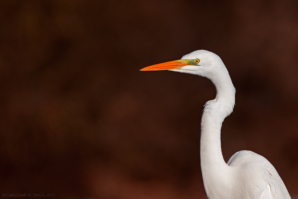 Canon EOS 7D Mark II + Tamron SP 150-600mm F5-6.3 Di VC USD sample photo. Great egret photography