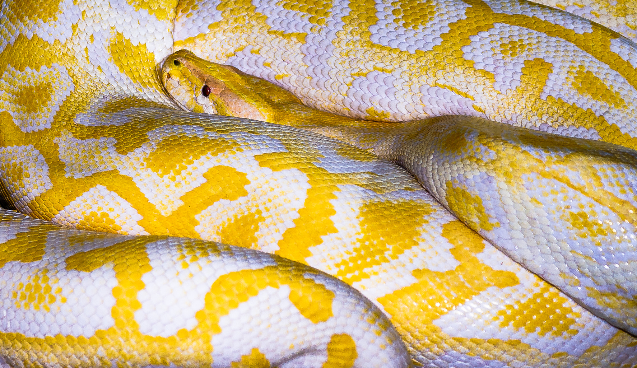 Sigma 24-70mm F2.8 EX DG Macro sample photo. Albino python photography