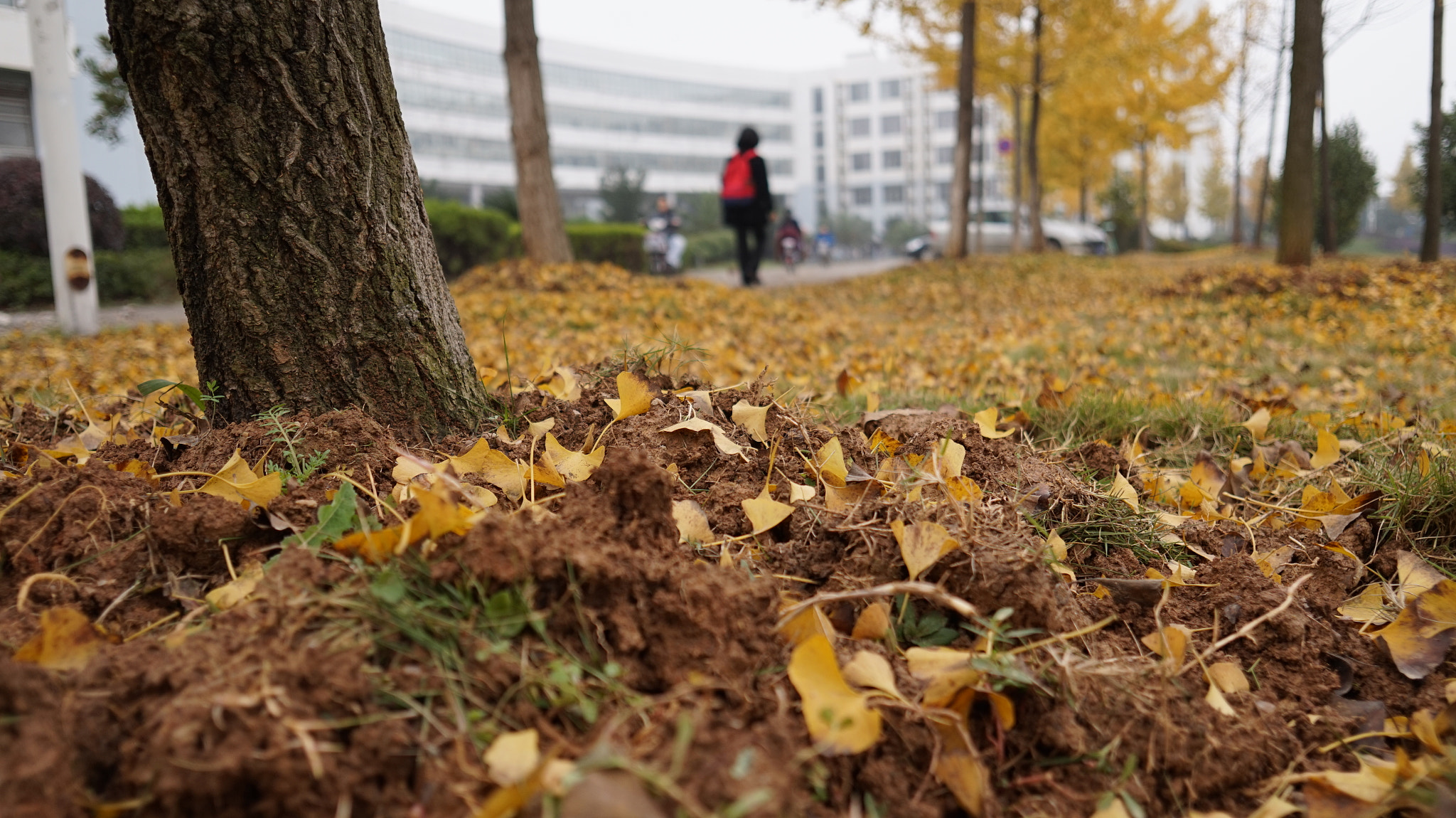 Sony Alpha a5000 (ILCE 5000) + Sigma 19mm F2.8 EX DN sample photo. Autumn photography