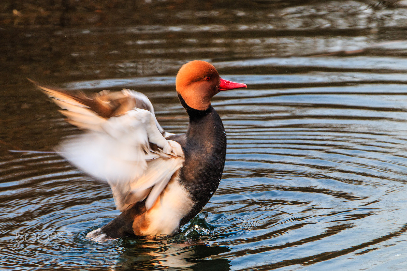 Canon EF 70-200mm F2.8L IS II USM sample photo. 赤嘴鸭 photography