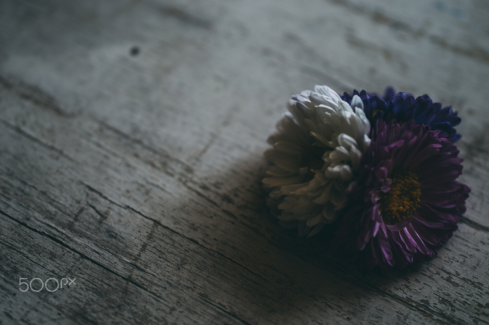 Nikon D3200 + Sigma 50mm F2.8 EX DG Macro sample photo. Three little flowers photography