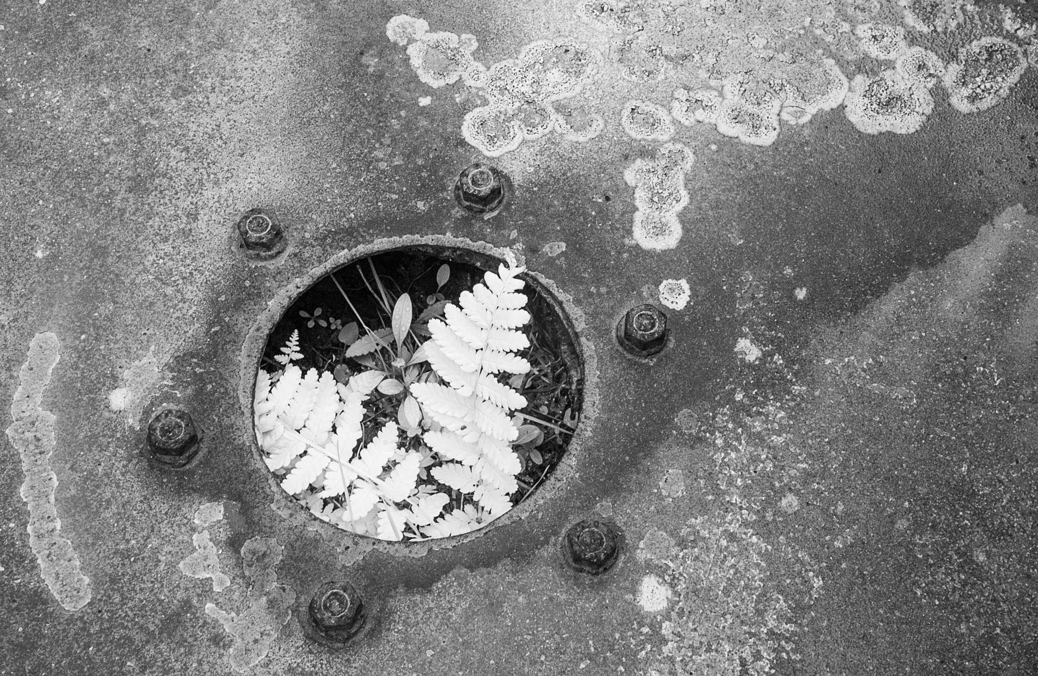 Canon EOS-1D Mark II sample photo. Ferns in rust, infrared photography