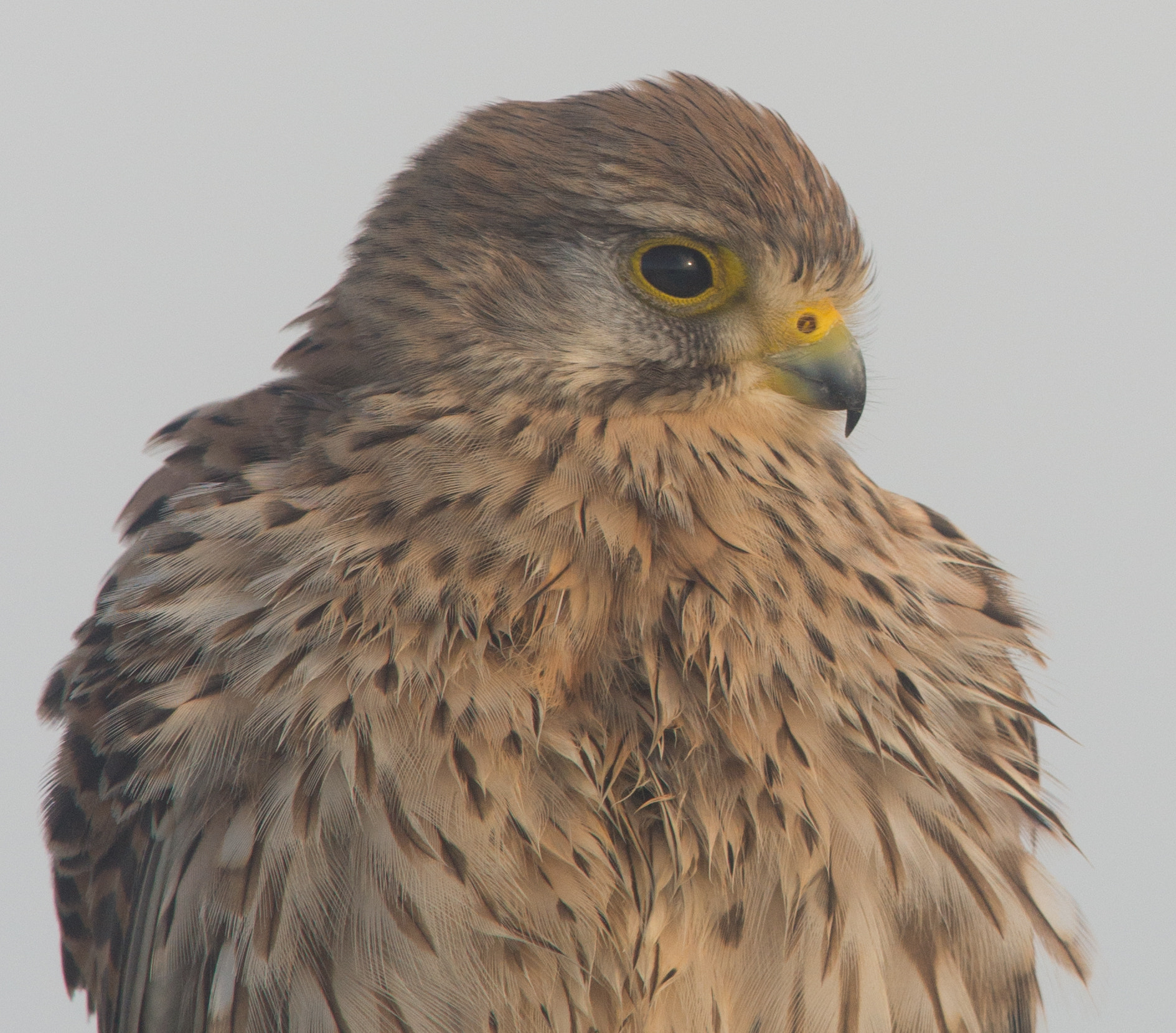 Nikon AF-S Nikkor 400mm F2.8D ED-IF II sample photo. Torenvalk photography