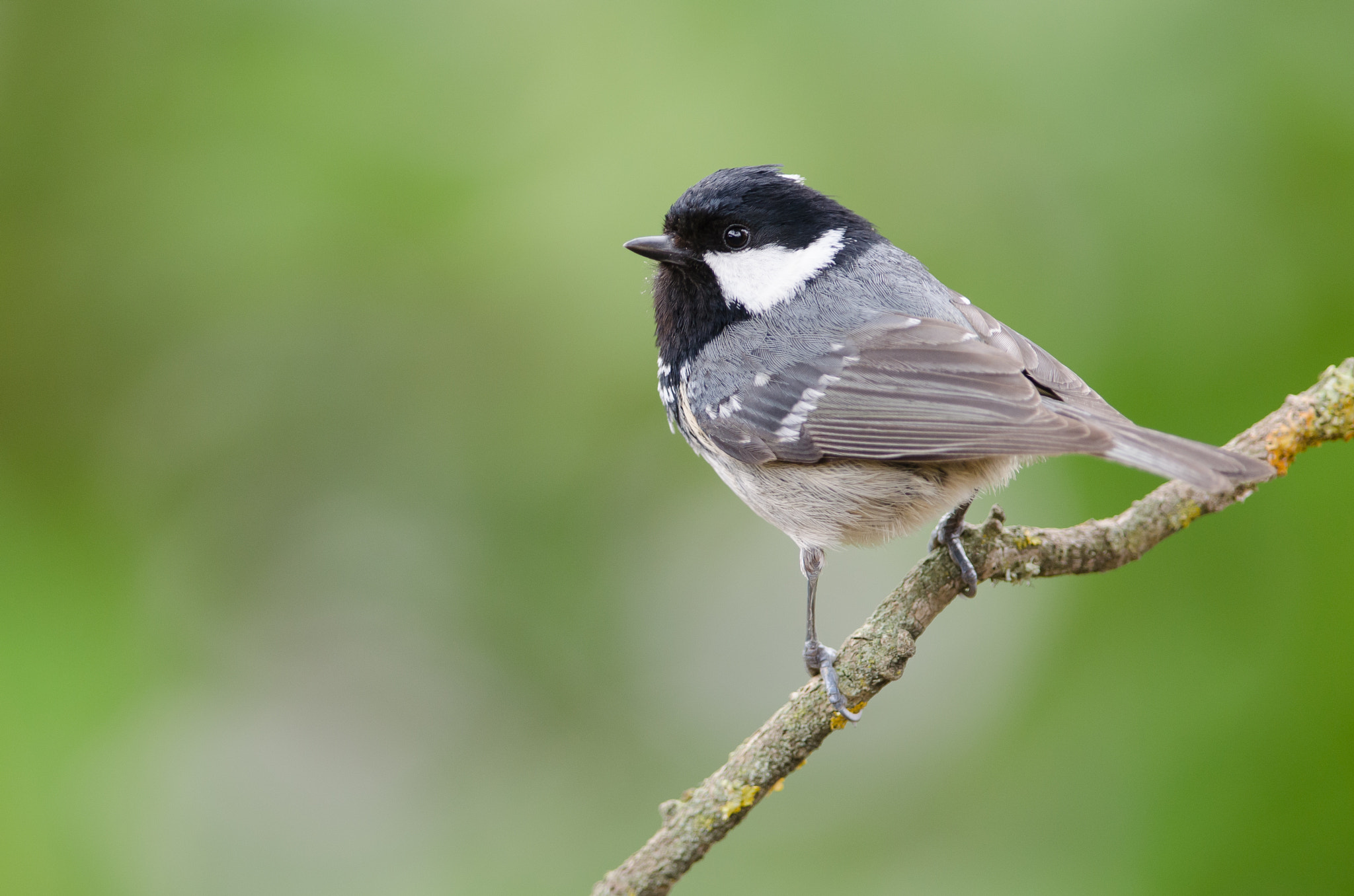 Nikon D5100 + Nikon AF-S Nikkor 300mm F4D ED-IF sample photo. Coal tit photography