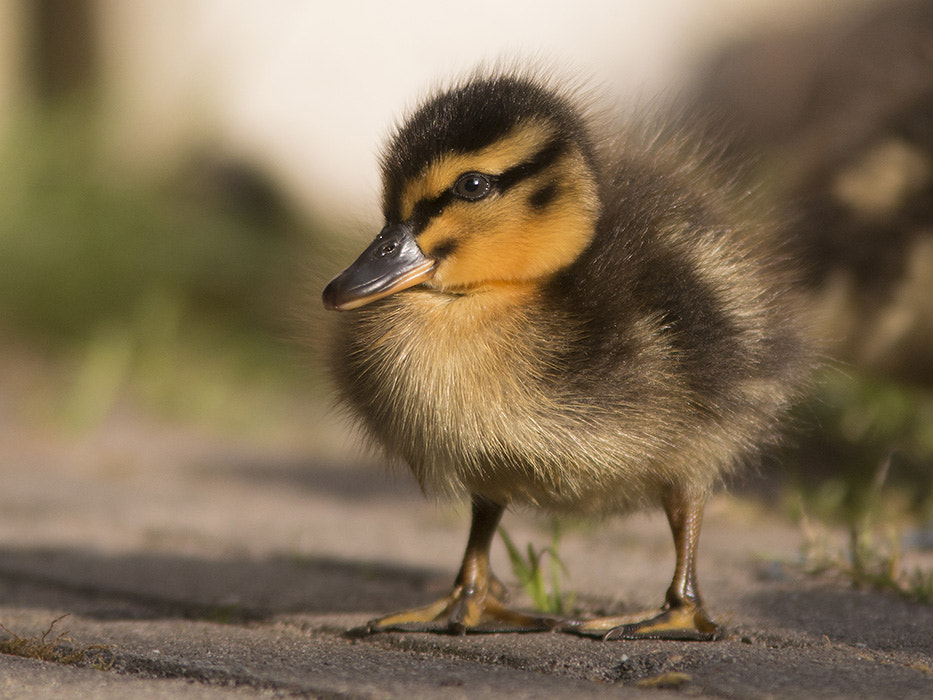 Canon EF 300mm F4L IS USM sample photo. Wild duck / wilde eend photography