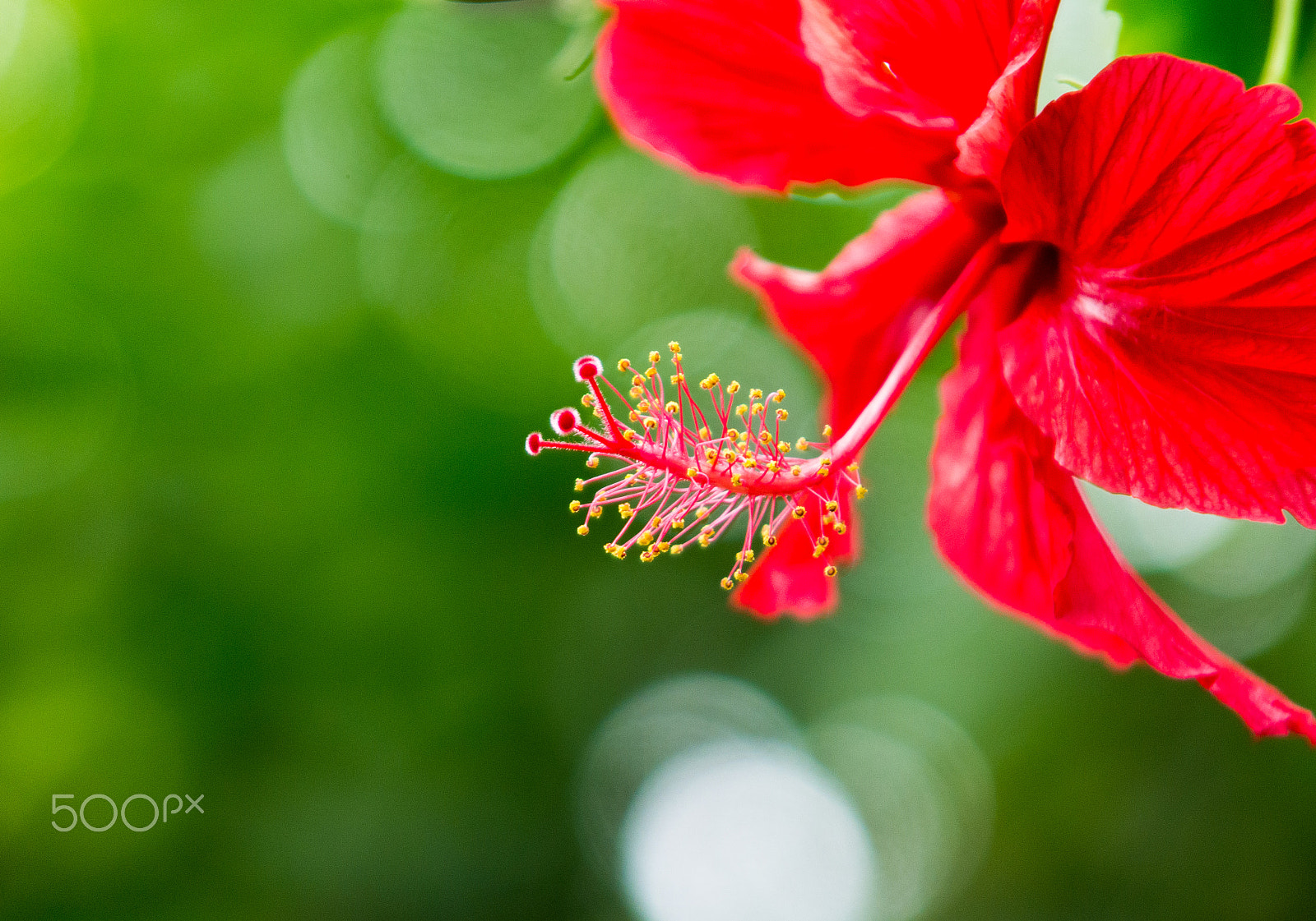smc PENTAX-F 35-105mm F4-5.6 sample photo. Hibiscus, odawara kanagawa,japan. photography