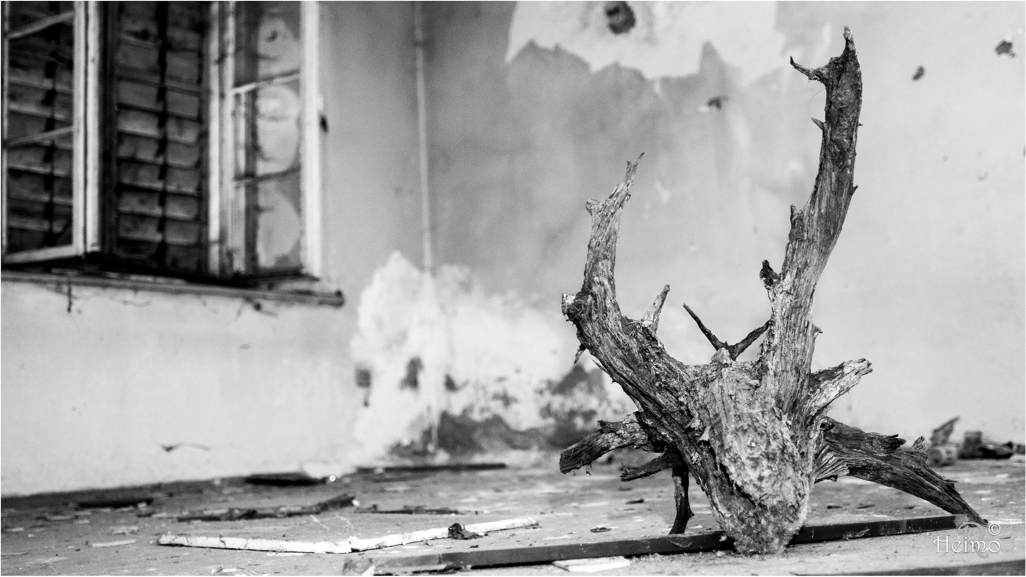 Canon EF 24mm F1.4L II USM sample photo. Skull photography