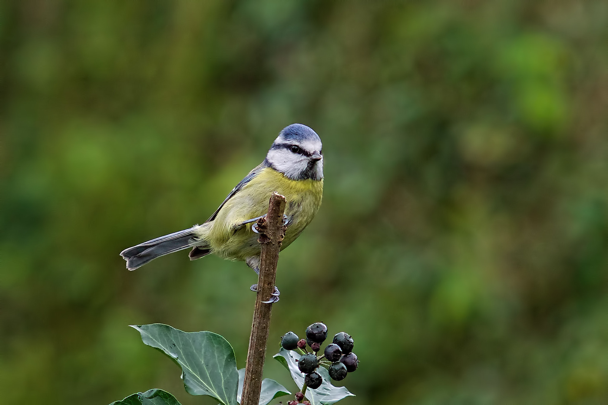 Sony Sonnar T* 135mm F1.8 ZA sample photo. Blue tit photography